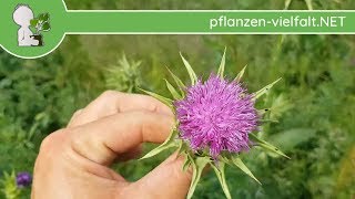 Mariendistel  Ganze Pflanze  240518 Silybum marianum  Essbare Wildpflanzen bestimmen [upl. by Sclar]