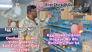 How To Check Egg Is Fertile Or Infertile  Egg Candling  Dead In Shell  Fresh Egg  Full Info [upl. by Wrightson]