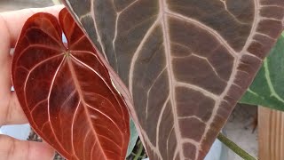 Anthurium crystallinum [upl. by Kammerer]