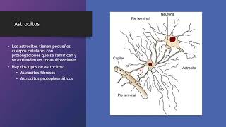 Neuroglia [upl. by Nanji]