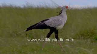 How did the secretarybird get its name Exploring Africas fascinating feathered friend [upl. by Learrsi993]