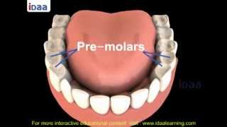 Teeth Structure for kids in science body parts  3D [upl. by Atnomed]