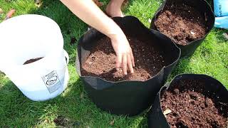 How to grow Potatoes In Containers  Complete Growing Guide [upl. by Odelia]