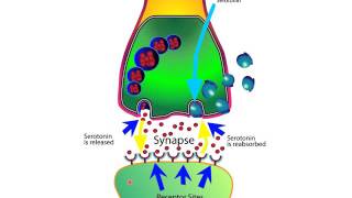 How SSRIs and SNRIs Work For Anxiety [upl. by Akanke864]