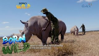 Born to be Wild Doc Nielsen Donato meets Najin and Fatu the last two northern white rhinos [upl. by Liatnahs]