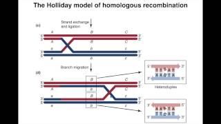 Homologous Recombination I [upl. by Deuno]