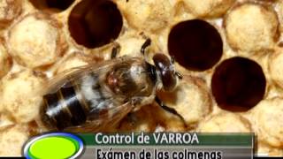 CONTROL DE VARROA INFORME de ACTUALIDAD APICOLA [upl. by Federica486]