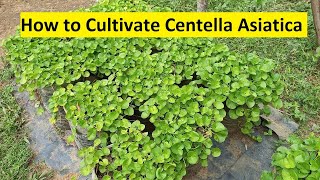 How to Cultivate Centella Asiatica  gotukola wagawa [upl. by Llehcal]