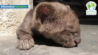 Farmer Adopts Jaguarundi Thinking It Was Kitten [upl. by Malas]