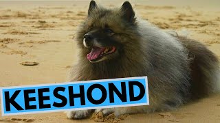 Keeshond Dog Breed  Facts and Information [upl. by Naasah]