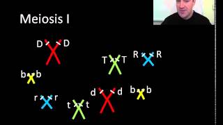 Meiosis part 1 of 2 [upl. by Lawrenson989]