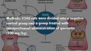 Beneficial Effects of Quercetin on IschemiaReperfusionInduced Liver Injury in an Animal Model [upl. by Zacek228]