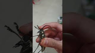 How a longhorned beetle makes sound insects bug [upl. by Tteirrah]