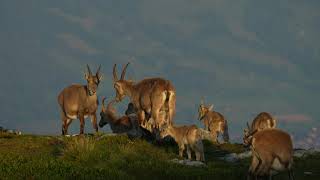 Capra Ibex  Niederhorn  Switzerland  July 2024 [upl. by Dane]