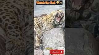 வெள்ளத்தில் மாட்டிய சிறுத்தை 🤯காப்பற்றப் பட்டதா😳😨wildlife wildanimals cheetah shortsfeed [upl. by Ajssatan]