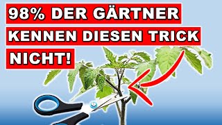 TOMATEN ANZUCHT und PFLEGE für MEGA ERNTE  DER EINFACHSTE WEG ohne Pflanzenlampen [upl. by Mable]