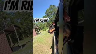 Doberman rides again [upl. by Riley]