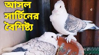 আসল সার্টিন কবুতরের বৈশিষ্ট্য ও জাত পরিচিতি  Introduction to the characteristics breeds of Sartin [upl. by Otreblaug791]