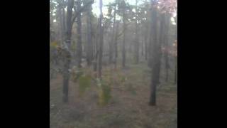 Davy Crockett Nat Forest  Alabama Creek WMA wma deer whitetaildeer hunting wildlife [upl. by Langille]