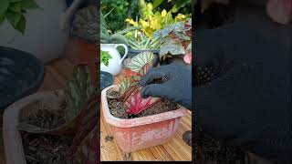 Begonia Leaf Cuttings Propagation with resultBegonia Candy Stripe plantingtips [upl. by Anet]