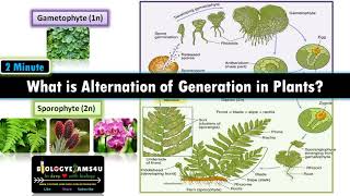 MARCHANTIA Reproduction in Marchantia Gametophytic Generation Bsc Botany Notes ZBC [upl. by Anisah]