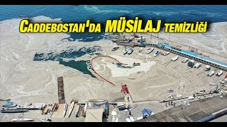 Caddebostan Sahilinde müsilaj temizliği başladı [upl. by Lianna]