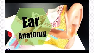 Ear Anatomy [upl. by Quennie]