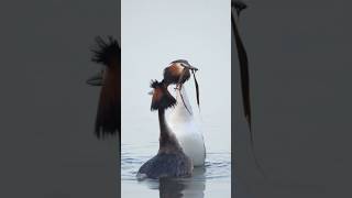 Balzen der Haubentaucher🥰 grebe bird naturschutz reelsinstagram shorts shortsviral nature [upl. by Pejsach]