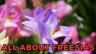 All About Freesias [upl. by Notserp]