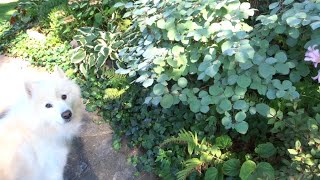 GardenLou Talks Plants Fothergilla [upl. by Adnat]