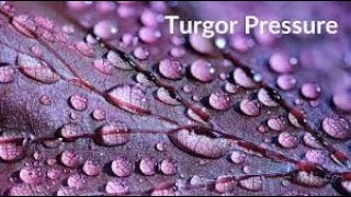 What is Turgor pressure in plantsscientia techneepisteme [upl. by Kaehpos]