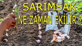 SARIMSAK NE ZAMAN EKİLİR [upl. by Bonina]