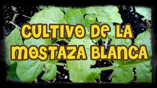 Como Cultivar MostazaCultivo De La MostazaMi huerto en el balcón [upl. by Quinta]