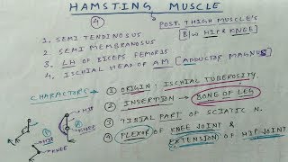 Hamstring Muscle  Posterior Thigh Muscle  TCML and ENMEDER [upl. by Niwre]