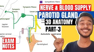 secretomotor nerve supply of parotid gland  structure within parotid gland anatomy [upl. by Lada]