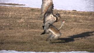 Sandhill Cranes 2011Upclose Mating [upl. by Wilona]