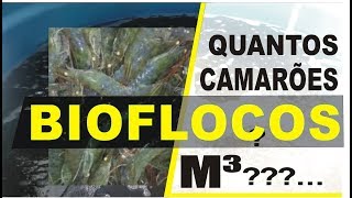 BIOFLOCOS  QUANTOS CAMARÕES POR M³ [upl. by Gahan]