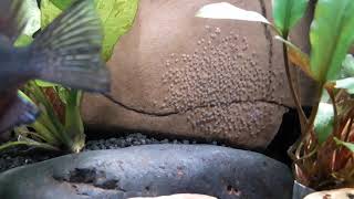 Firemouth cichlids  guarding their fry [upl. by Ilanos]