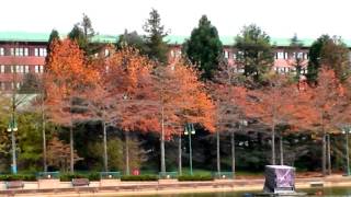 Disneys Sequoia Lodge Hotel Disneyland Paris [upl. by Zampino]