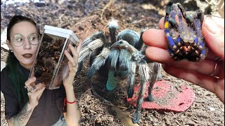 Pulling SO MANY FREAKING MOLTS and FEEDING my Tarantulas [upl. by Nara]