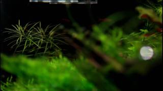 HD 1080p Moskitobärbling  Mosquito rasbora Boraras brigittae [upl. by Toland]