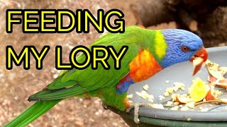 WHAT DO I FEED MY LORIKEET  Feed My Pet Friday [upl. by Keg]