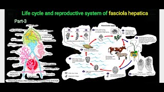 Fasciola hepatica part 3  life cycle and reproductive system  bsc 1st semester bio notes [upl. by Joy]