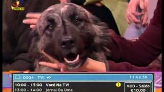 Cães da Serra da Estrela no Você na TV [upl. by Aillicsirp]