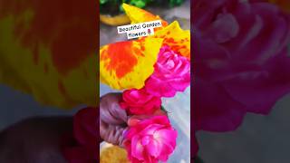 beautiful flowers in garden harvest horticulture terrace garden organicgardening shorts trending [upl. by Aserret497]