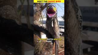 Meet Potoo the ghost bird animals shorts [upl. by Brucie270]