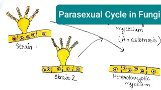 Parasexuality in Fungi  Parasexual Cycle in Fungi [upl. by Anertak]