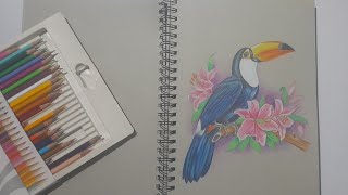 How to draw a Toucan Bird with Pencil Colour  Bird Drawing [upl. by Ahsiat19]