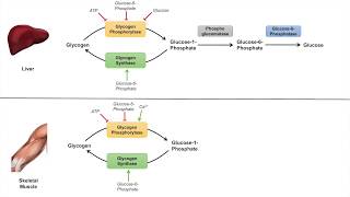 Glycogen Metabolism  Glycogenolysis  Pathway Enzymes and Regulation [upl. by Jemmie]