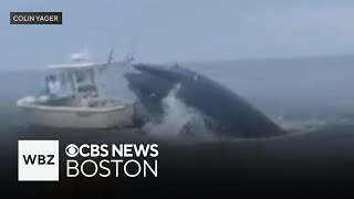 Whale capsizes boat off coast of New Hampshire [upl. by Assele]